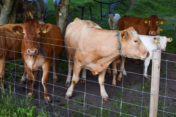 agriculture and livestock in norway.