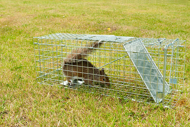 a grey squirrel rodent in a wire trap ready for release in another location