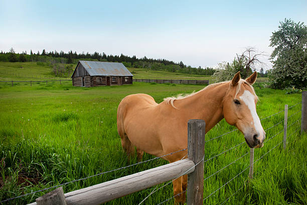 canada british columbia, grazing horse, smithers. town.