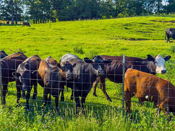 herd of cattle on a tennessee farm