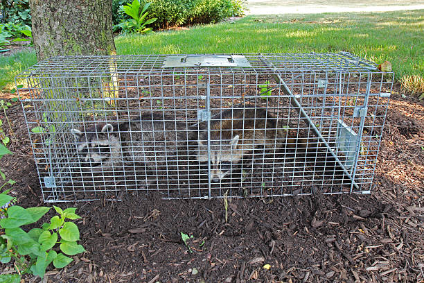 two small american raccoons caught in a live trap in a homeowners back yard